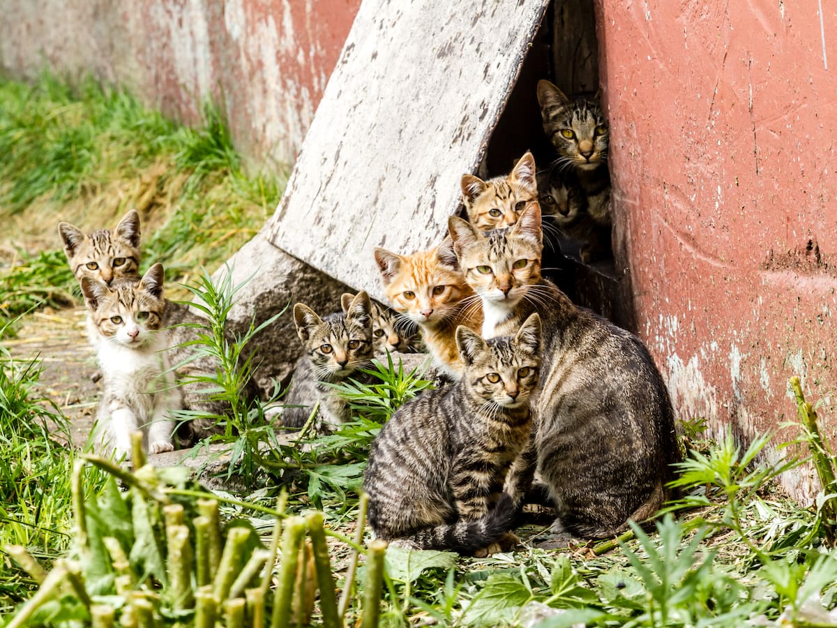 La Concejalía de Políticas Animalistas ofrece un curso de formación para cuidadores de colonias felinas