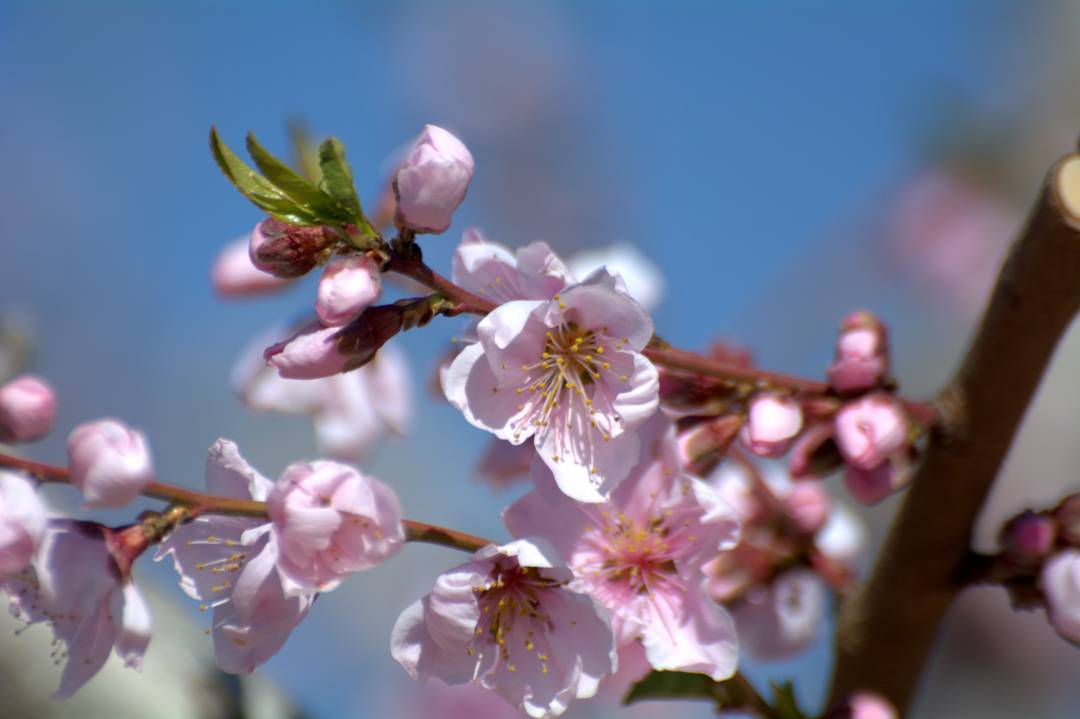 Floración en Cieza