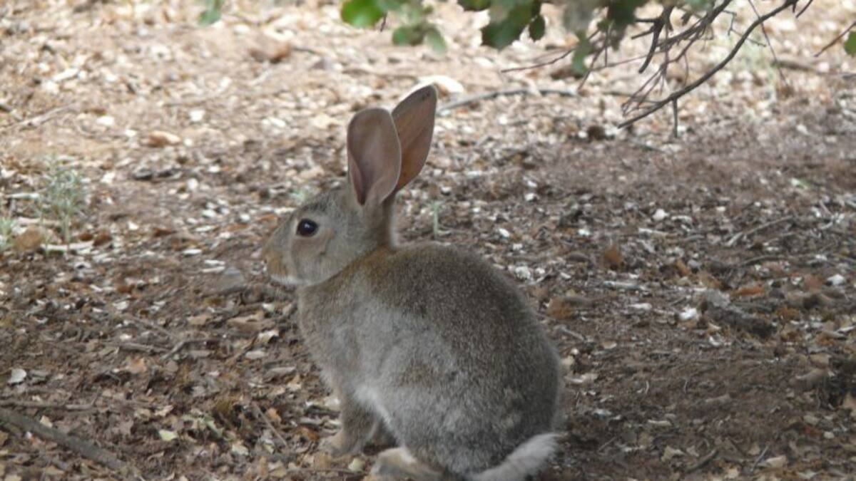 Los cotos de Las Pedroñeras estudiarán soluciones a la plaga de conejos
