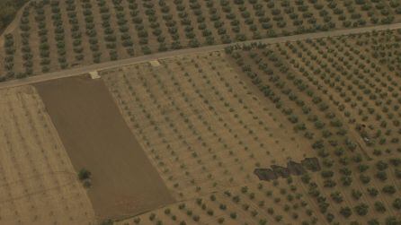 Los olivares preparados para la cosecha a vista de pájaro