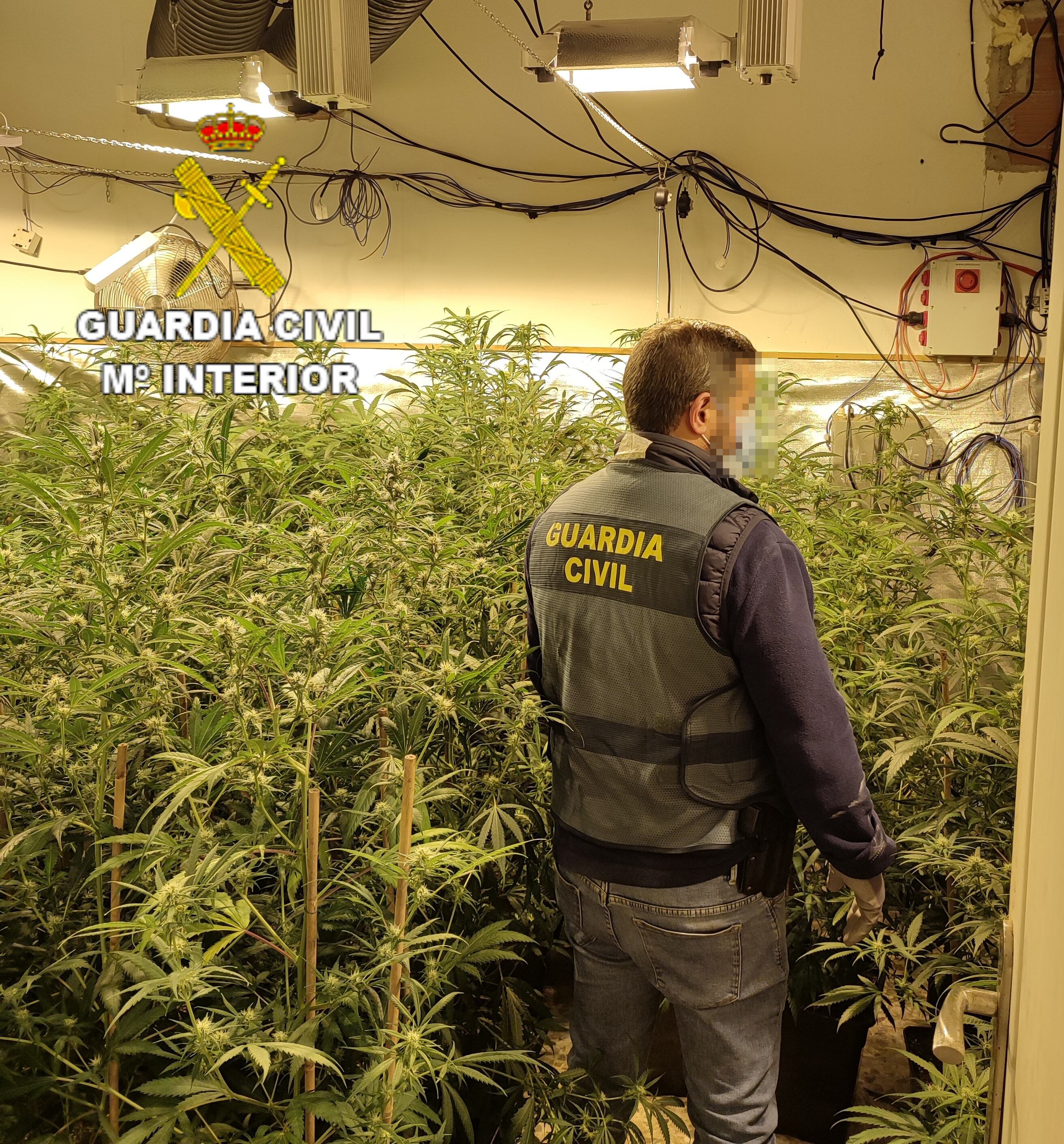 Cultivo de marihuana en una vivienda de Oliva