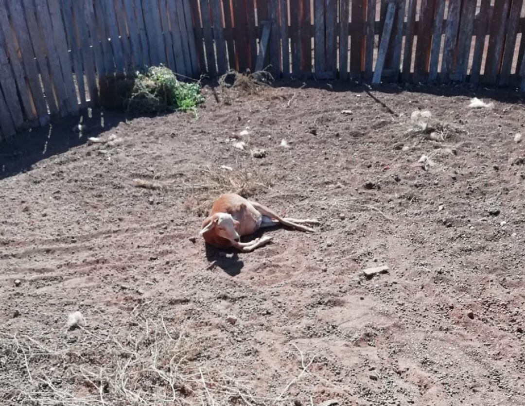 Una de las ovejas atacadas.