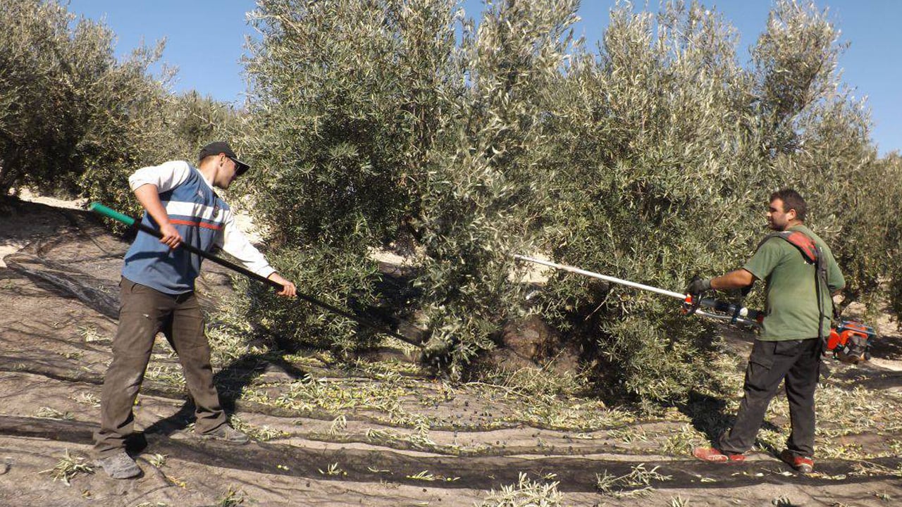 Olivareros aceituna campaña recogida.