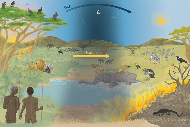 Se revela la importancia de la carroña como estrategia eficiente de subsistencia complementaria a la caza y la recolección