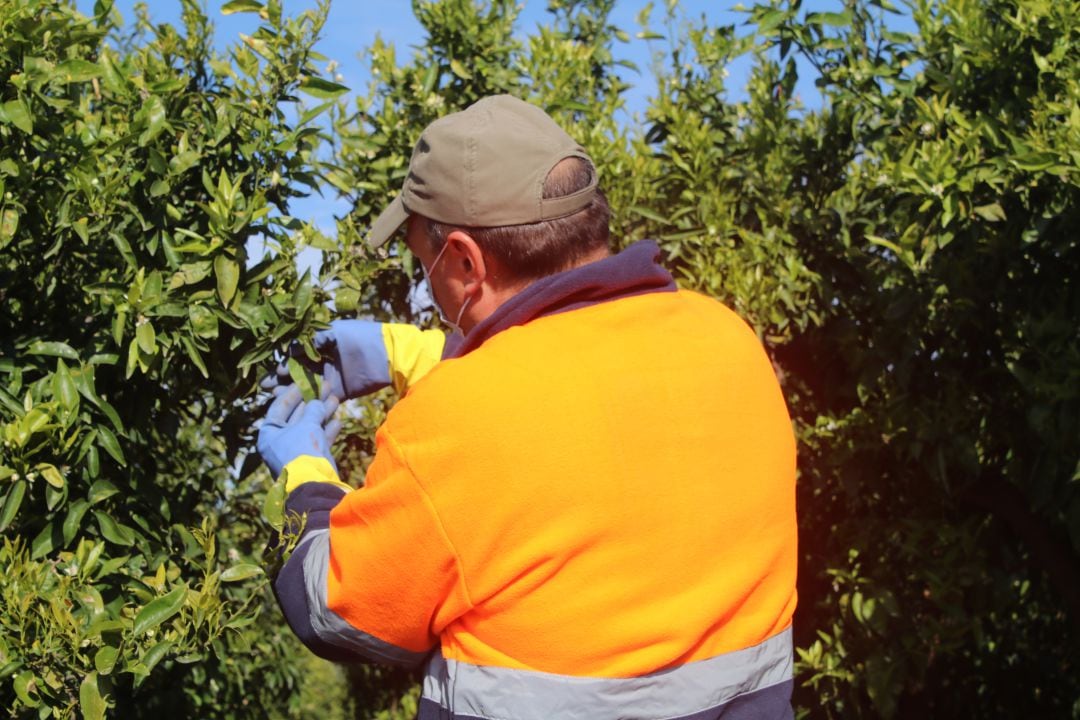 Esta sinergia permite la apertura de la Oficina Agraria y el cuidado de huertos de agricultores mayores durante el estado de alarma.