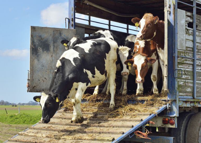 La Policía Local de Palencia se tuvo que afanar en recuperar unas reses que se escaparon en la capital