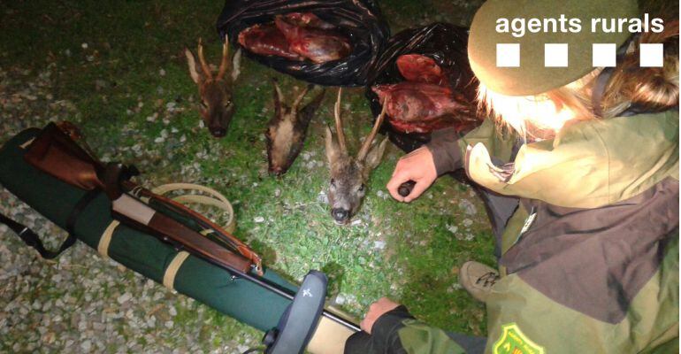 Imatge dels caps d'animals i material intervingut