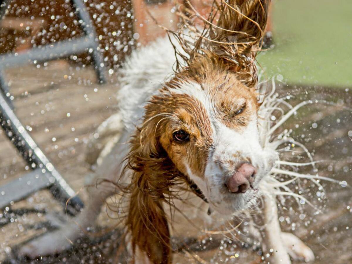 Baldea alerta del peligro de la ola de calor para los animales
