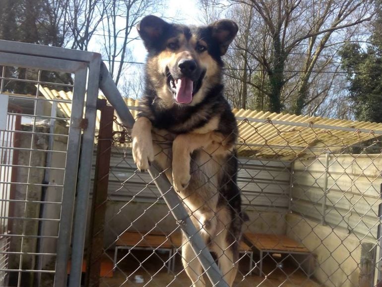 Un perro en la Protectora de Animales de Lugo