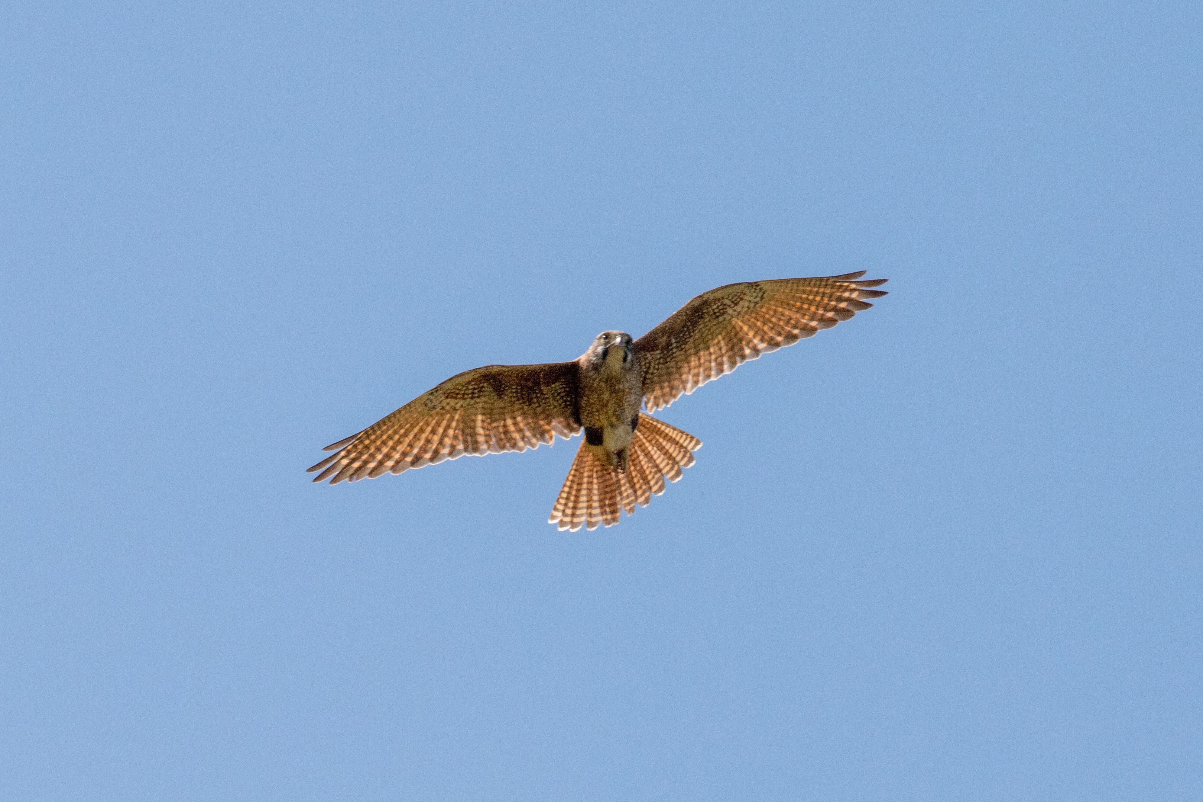 Halcón de Australia