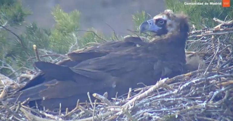 Buitre negro en su nido en la Sierra de Guadarrama