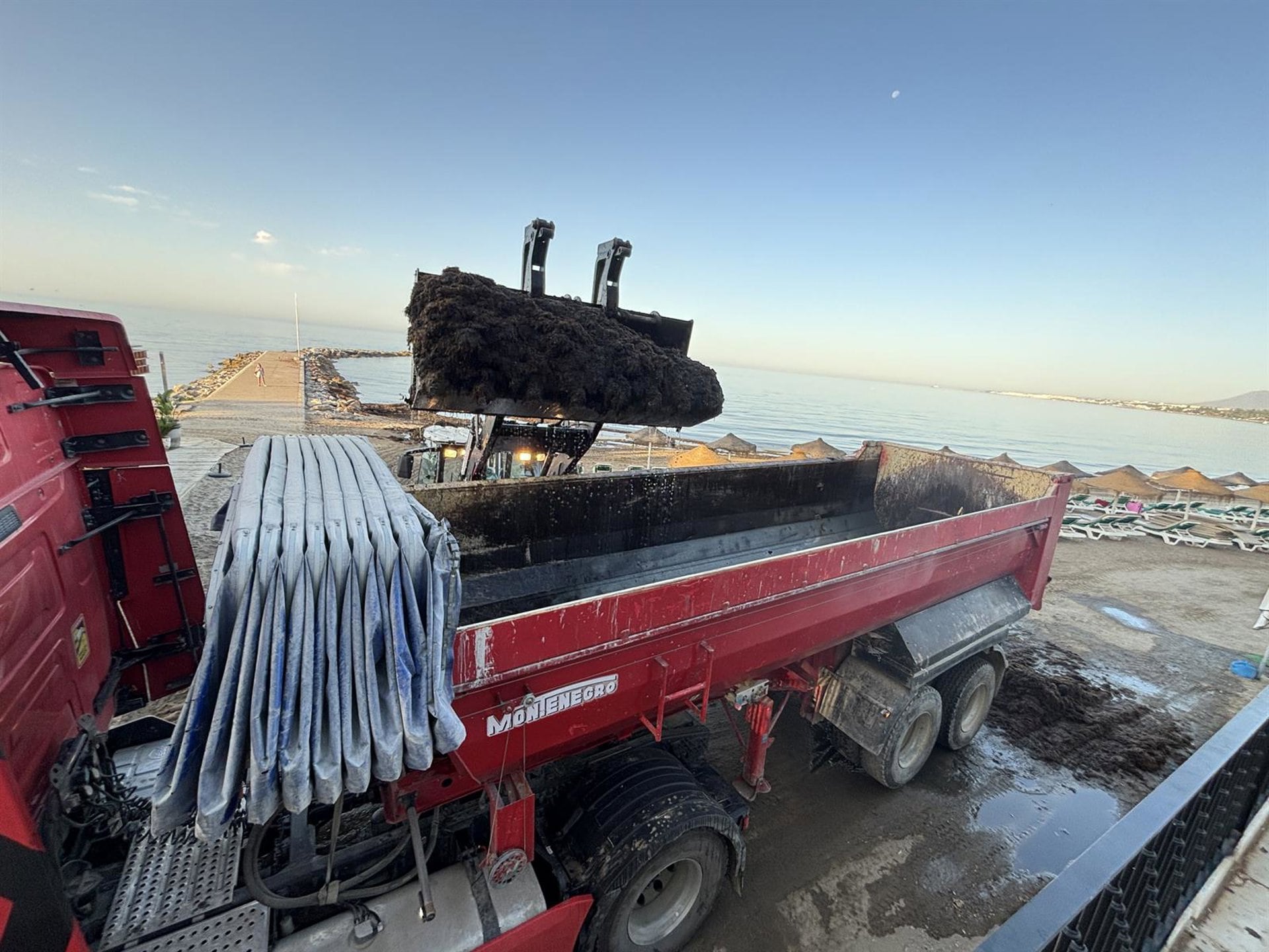 Retirada de algas asiáticas en las playas de Marbella