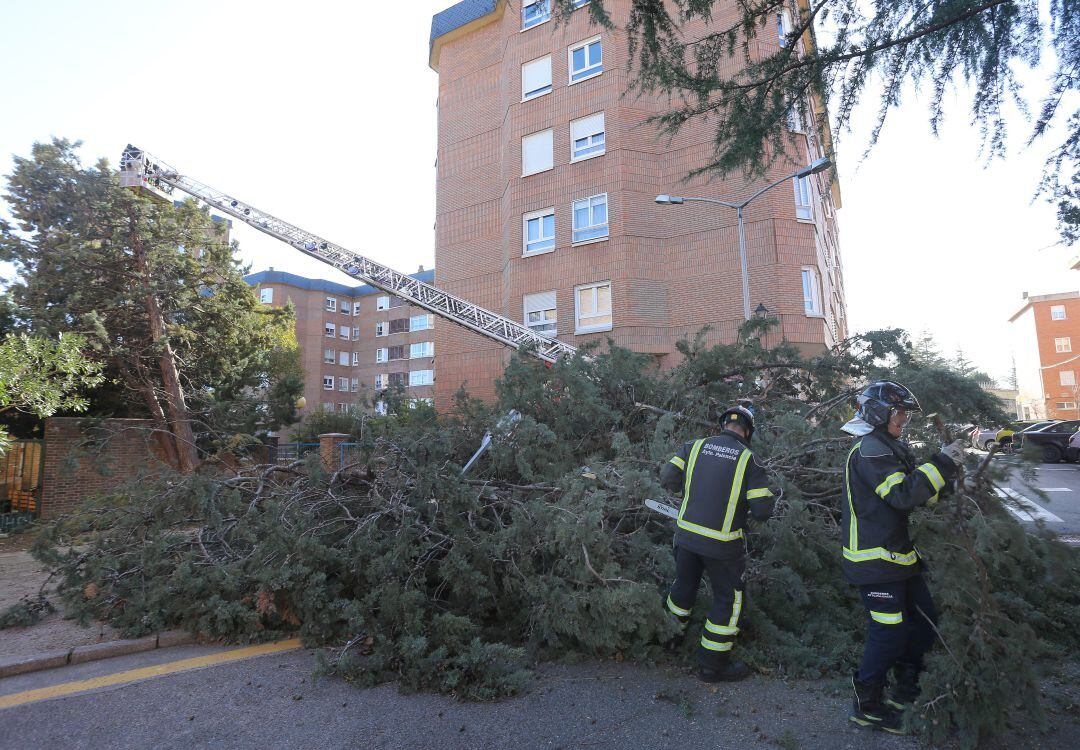 Unos cipreses del interior del colegio Buenos Aires en la capital palentina caen por causa del fuerte viento. Los bomberos han tenido que cortar parte de las ramas para que el acceso al colegio quede libre 