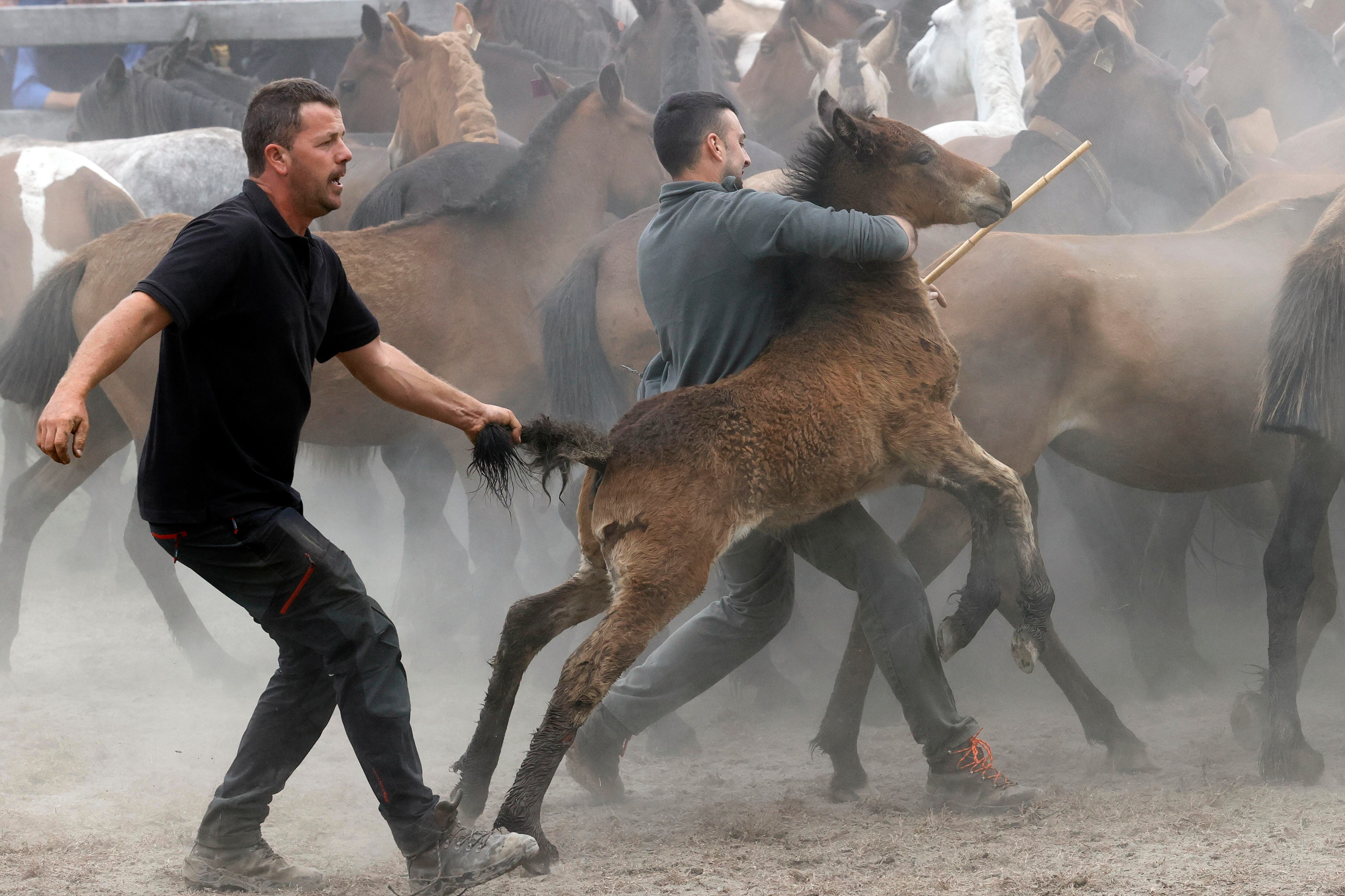 Con más de medio siglo de historia, la Rapa das Bestas de la sierra de A Capelada, entre los municipios de Cedeira y Cariño, reúne a centenares de personas en un curro todavía más popular gracias a la serie televisiva 'Rapa" (foto: Kiko Delgado / EFE)