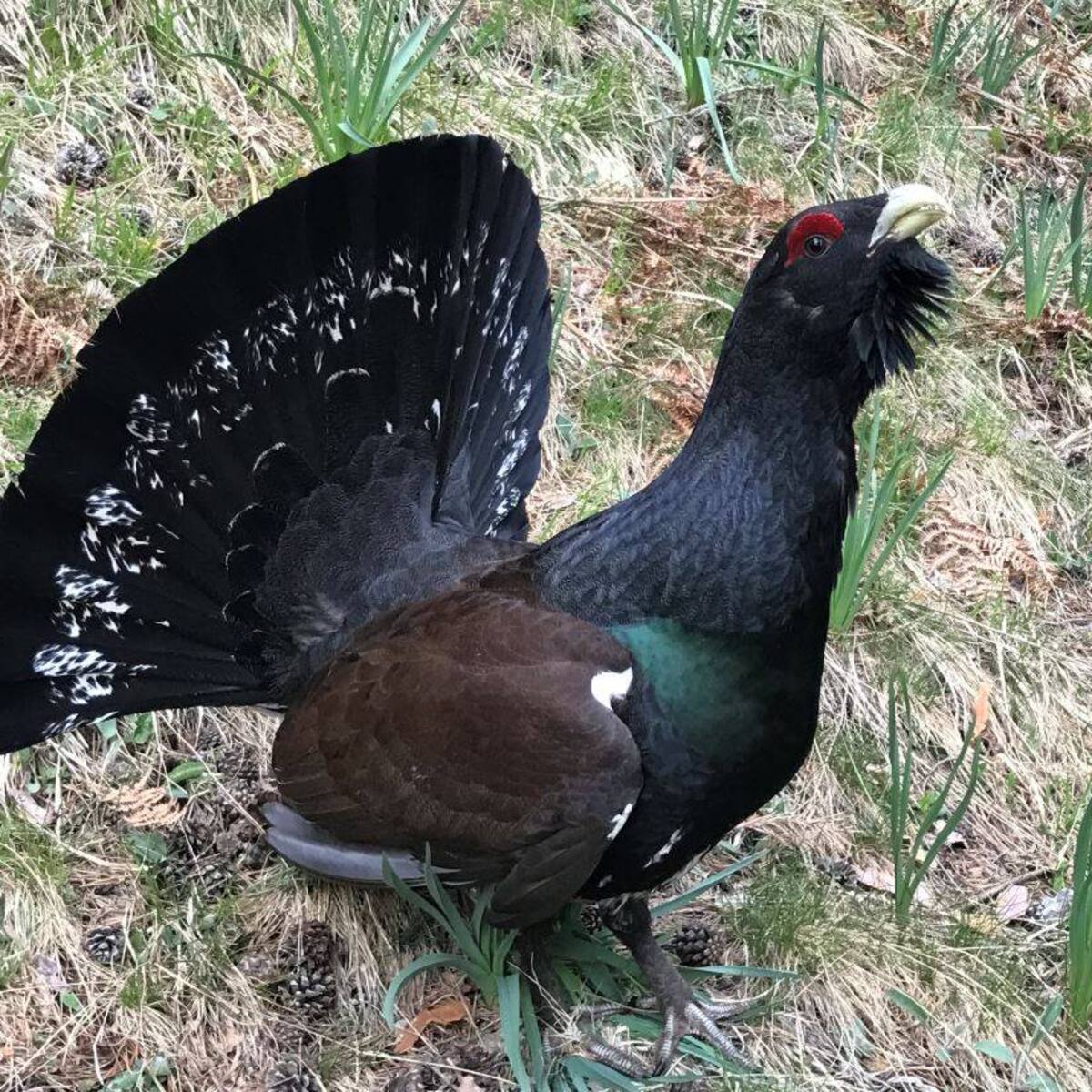 Desciende de manera alarmante la población de urogallo en el Pirineo