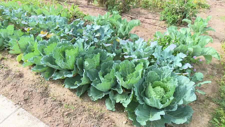 Huerto urbano en San Sebastián de los Reyes