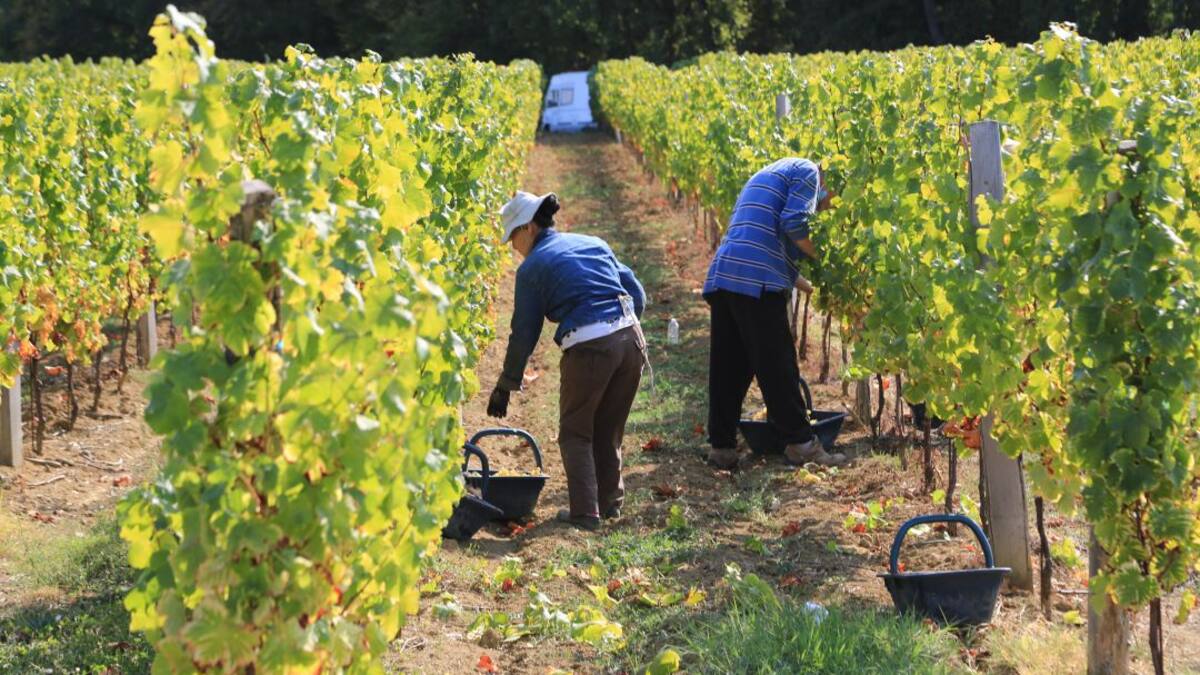 Olegari Olivares - preus raïm