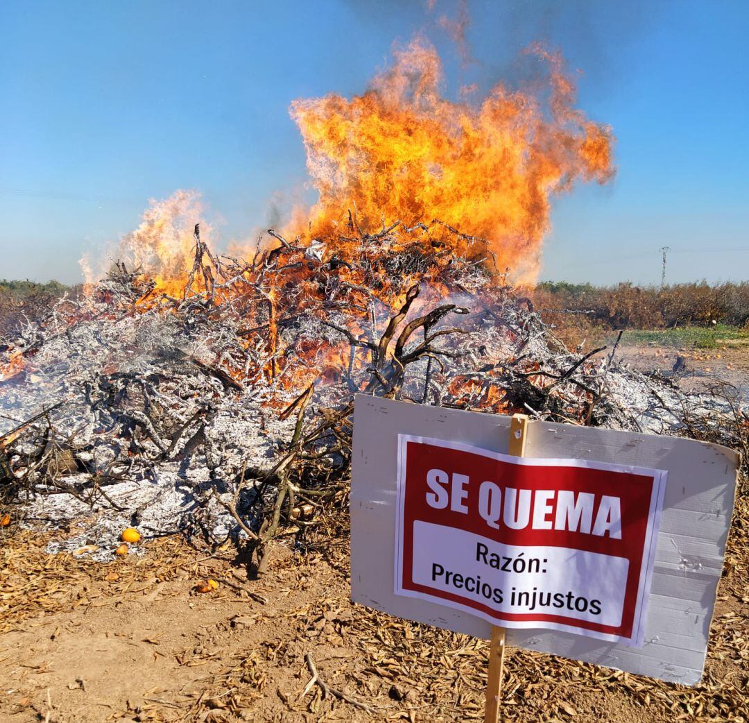 Campo de naranjos quemado por su baja rentabilidad