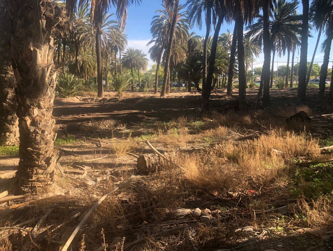 Estado de abandono en la Ruta del Palmeral