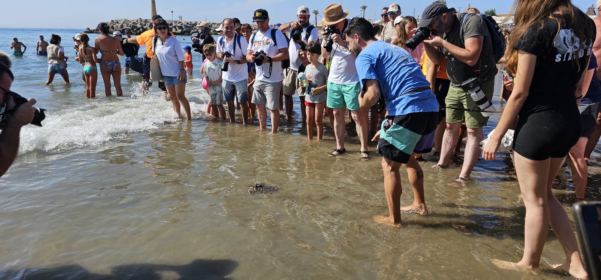 Suelta de tortugas