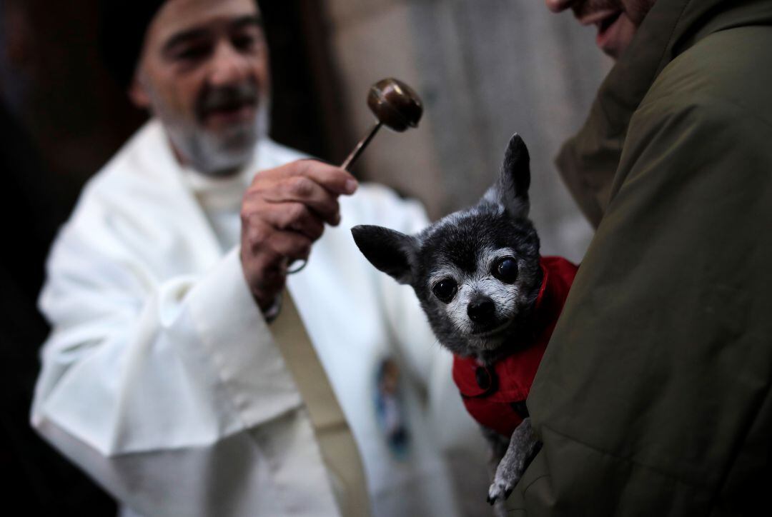 Animales bendecidos por la festividad de San Antón.