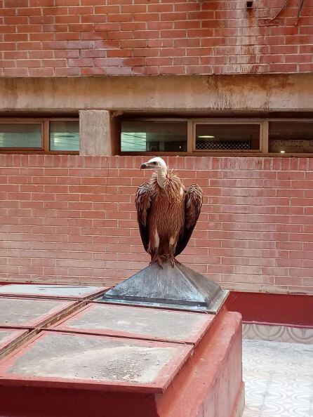 Buitre encontrado en la mañana del viernes en la Residencia Mixta de Personas Mayores.