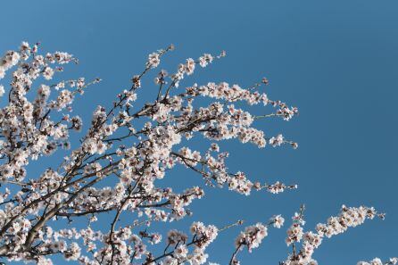 Flor del almendro