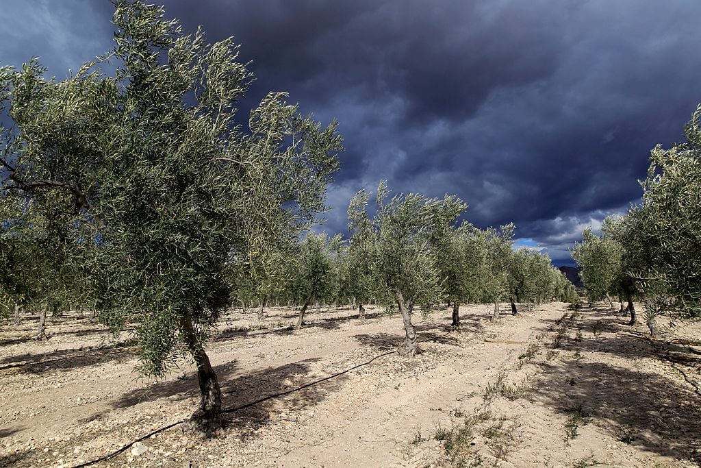 Un campo de olivos bajo las nubes en la provincia de Almería.