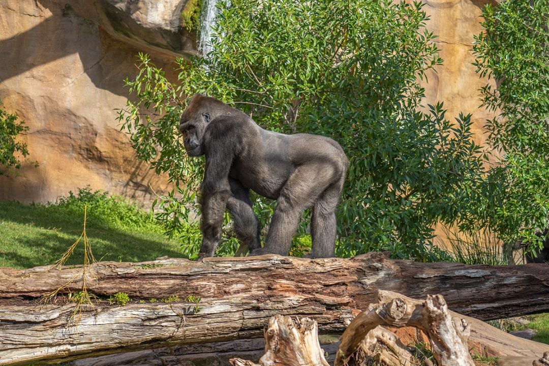 Bioparc en Fuengirola (Málaga)