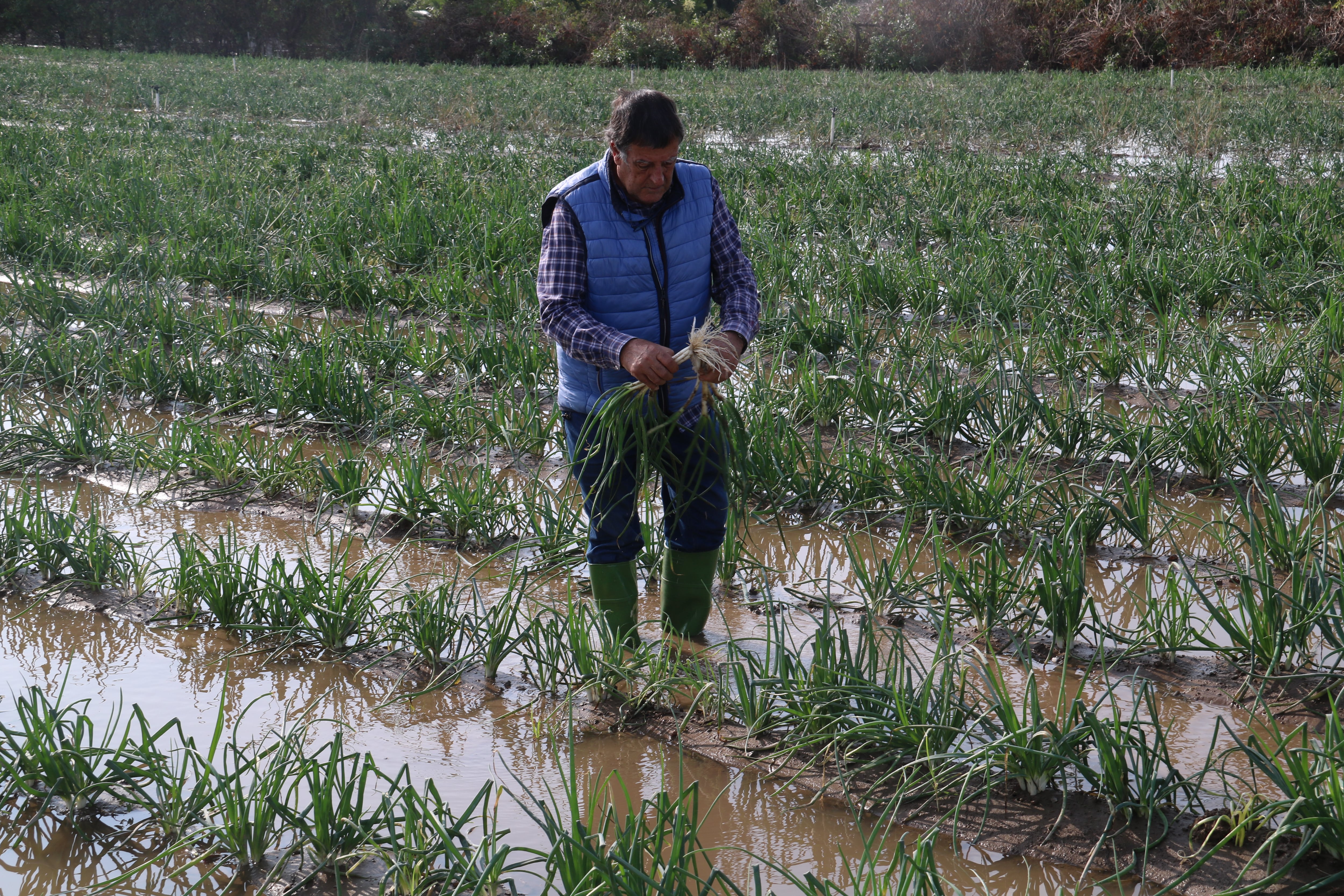 Els pagesos de Gavà i Viladecans preveuen pèrdues de fins el 90% per les pluges d’ahir