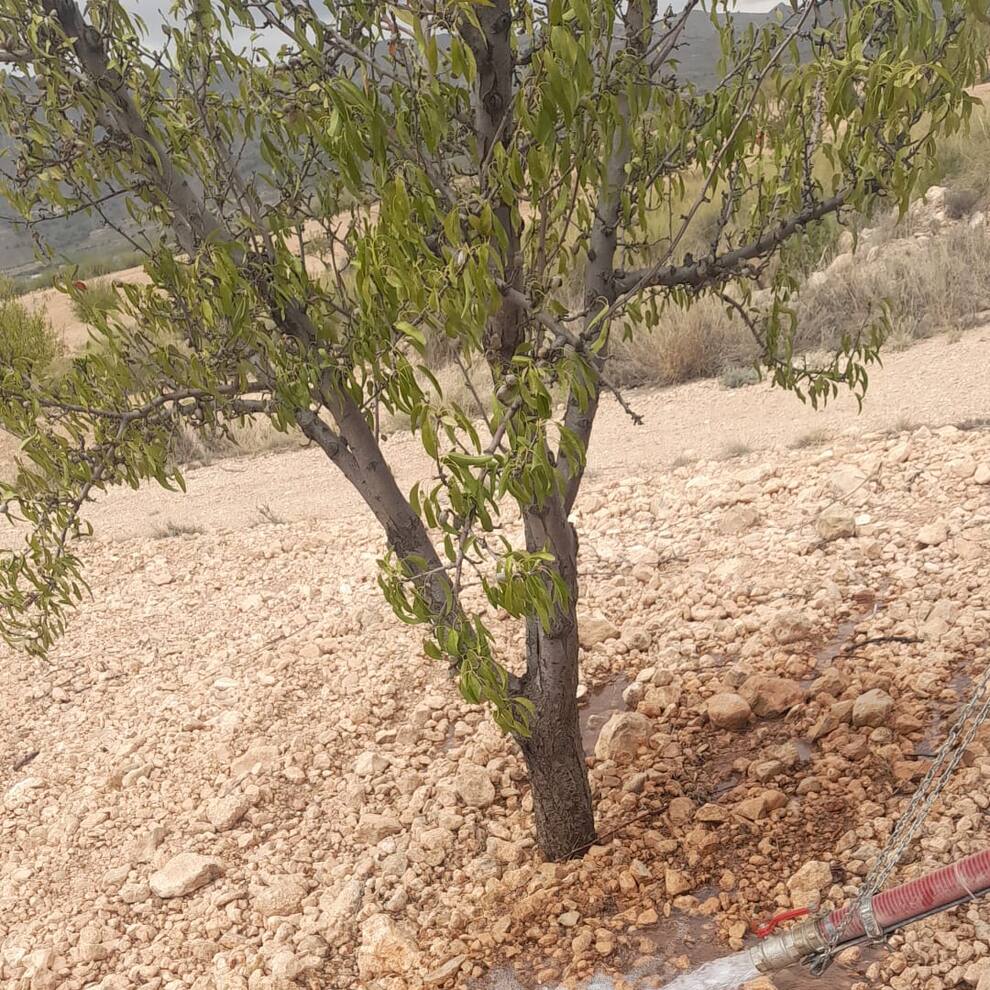 Almendros de secano regados con cubas de agua para mantenerlos vivos