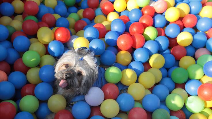 Los expertos recomiendan no regalar animales en Navidades