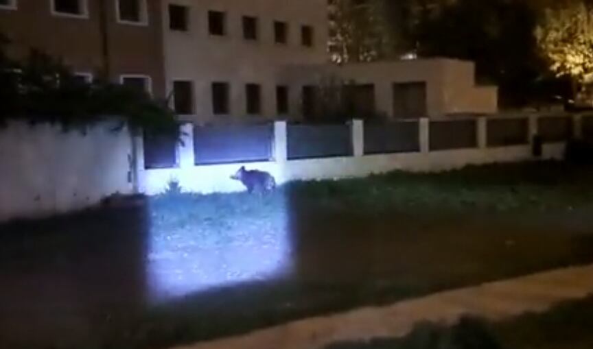 Un jabalí, esta pasada noche en el Segundo Ensanche de Paplona