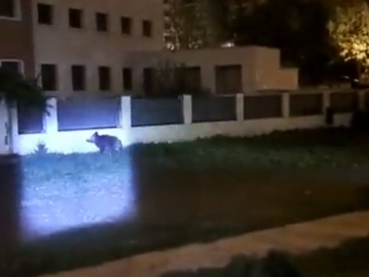 Un jabalí, "de paseo" por Pamplona