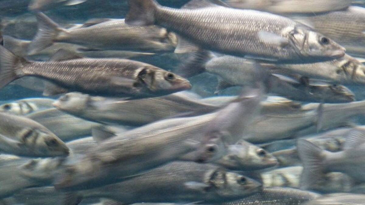 Entrevista Andrés García, representante de los armadores del cerco (16/07/2020)