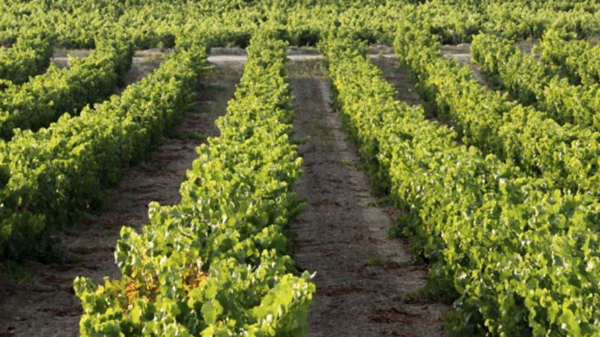 José Balseiros explica la incidencia de la flavescencia dorada en los viñedos del Miño