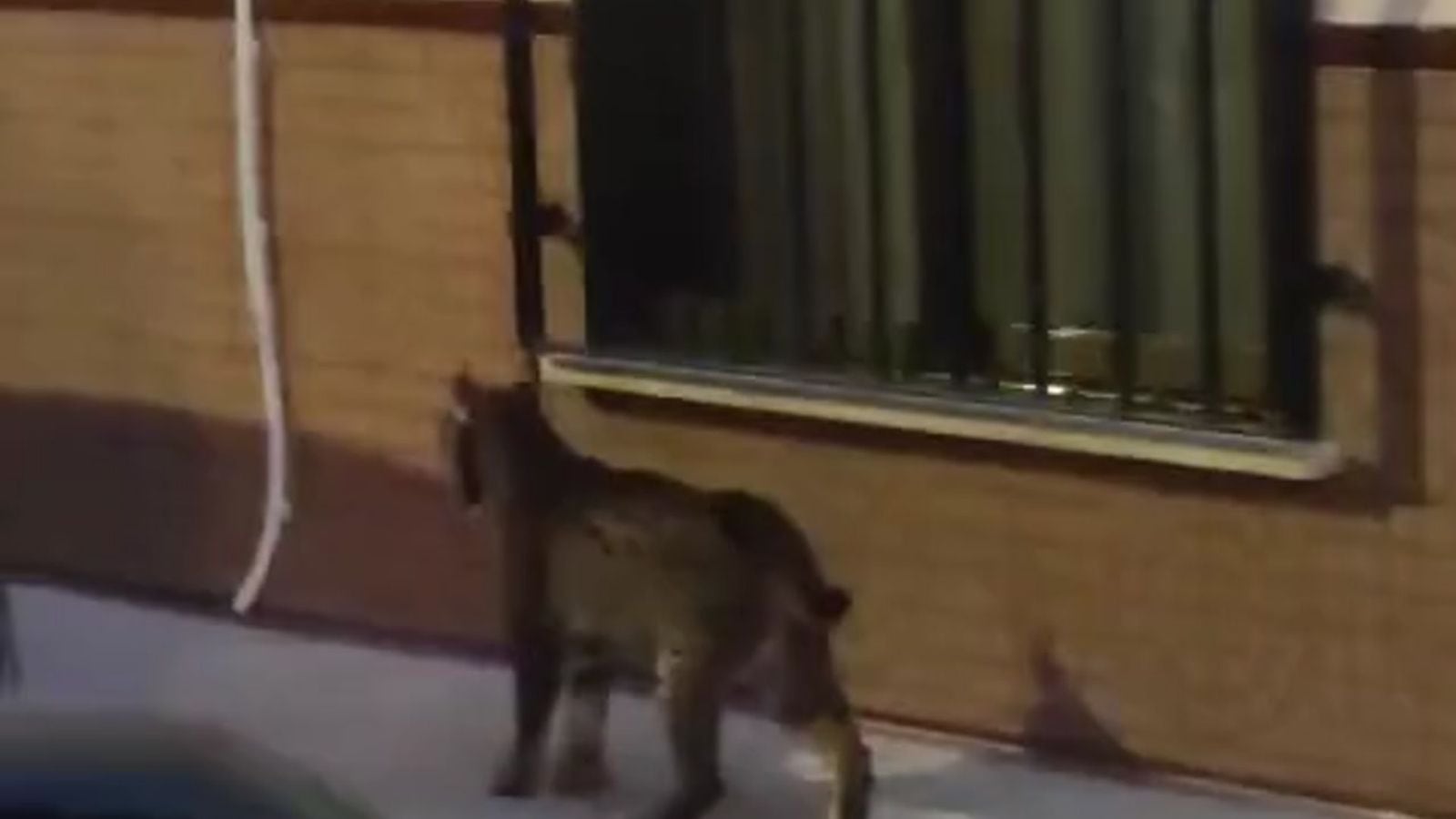 Imagen de la lince ibérico paseando por las calles de Munera (Albacete)