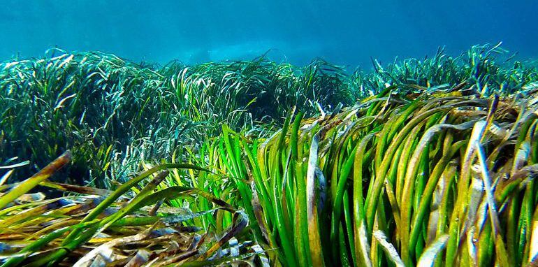 Pradera de posidonia