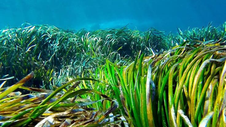 Uno de los arrecifes más grandes de posidonia del Mediterráneo está en Dénia