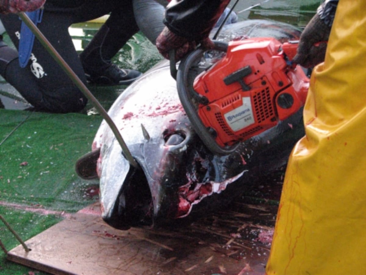 La pesca de la tonyina a debat