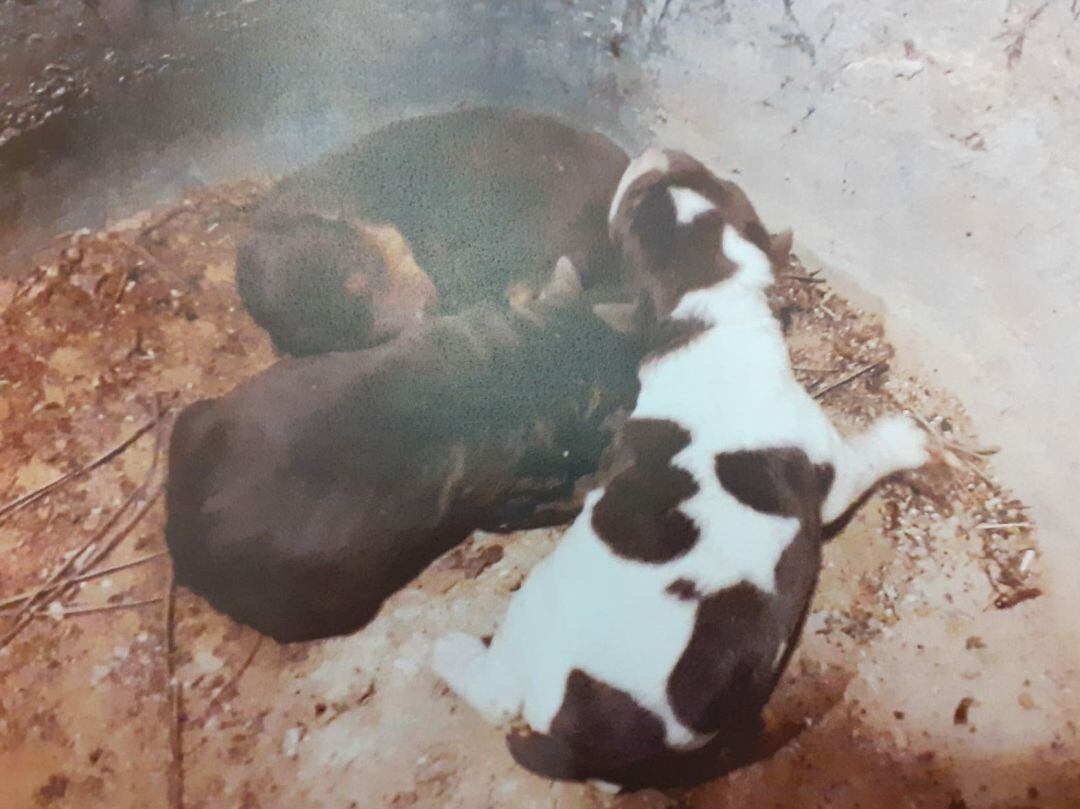 Imagen de los tres perritos rescatados 
 