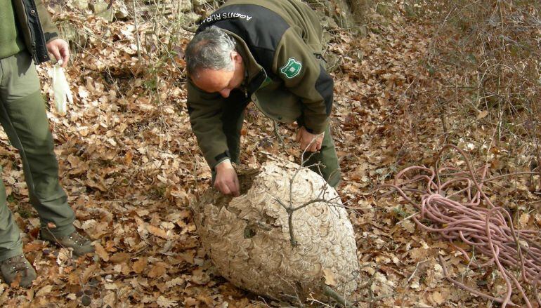 Els Agents Rurals ja no són part activa en la lluita contra la vespa asiàtica.