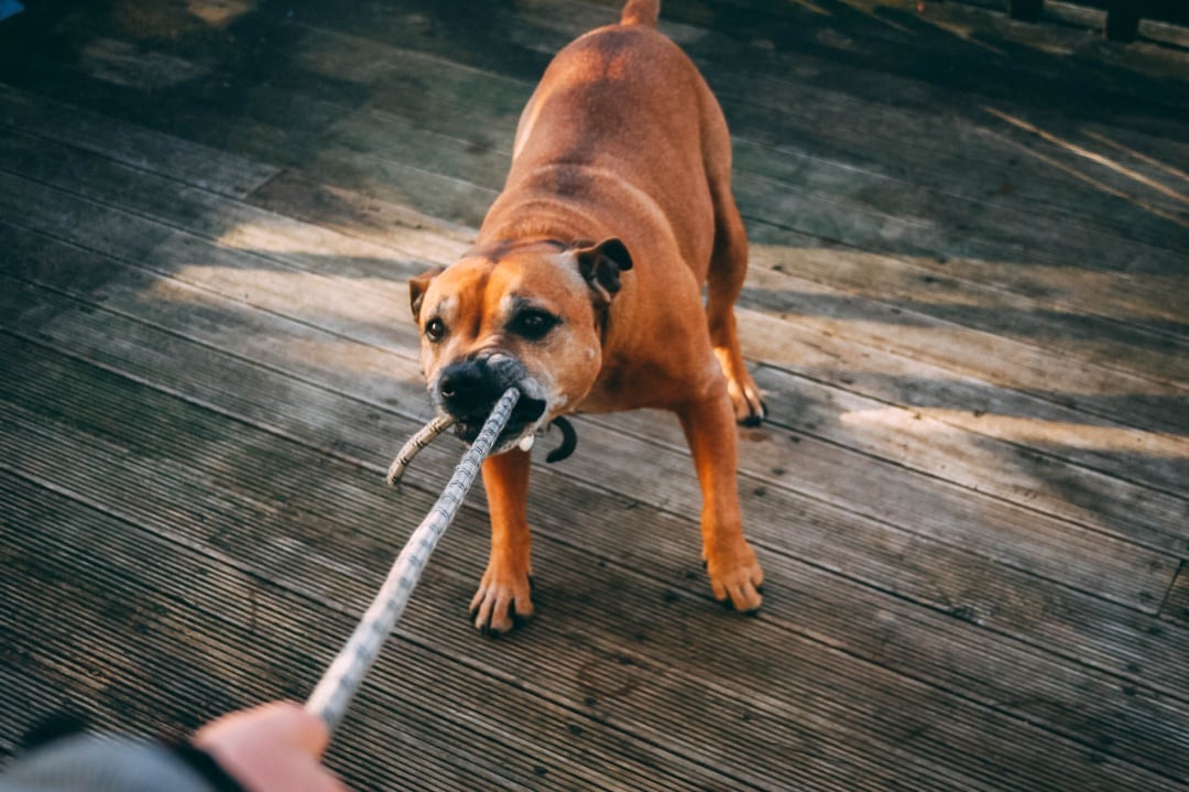 El perro no llevaba bozal.