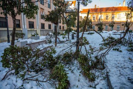 Árboles caídos en el barrio de Vicálvaro en Madrid por la borrasca &#039;Filomena&#039;.