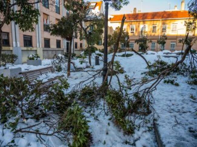 Árboles caídos en el barrio de Vicálvaro en Madrid por la borrasca 'Filomena'.