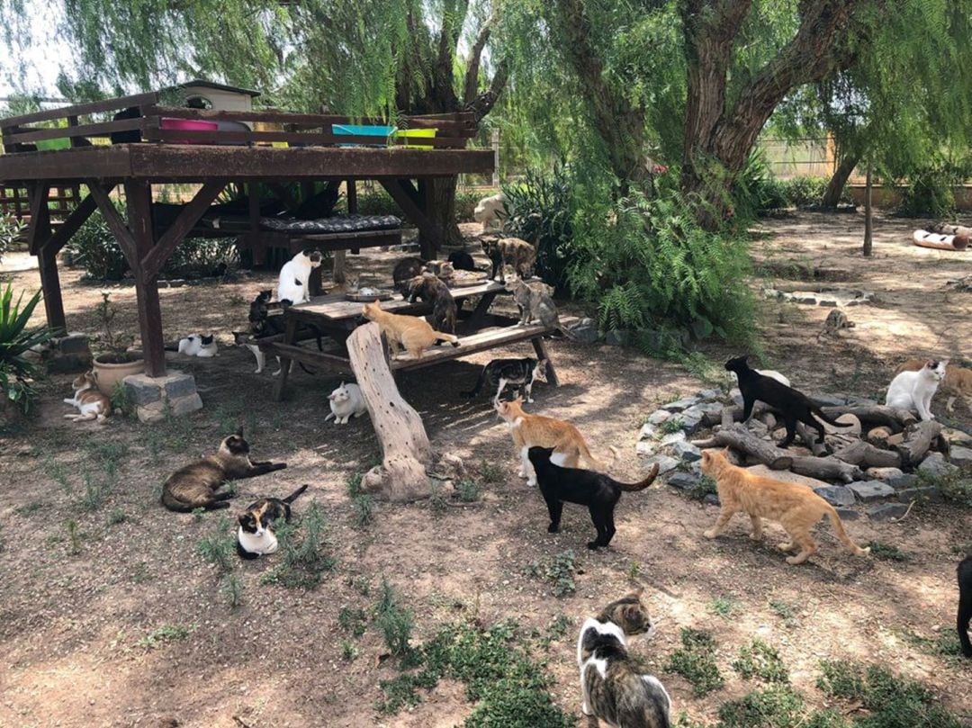 Varios gatos en una protectora de animales de Alicante