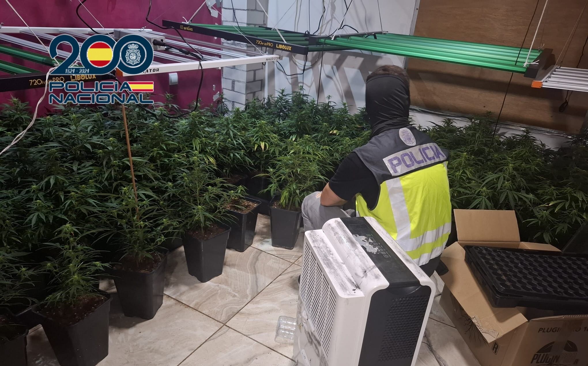 Parte de la marihuana decomisada en Aldaia por la Policía Nacional