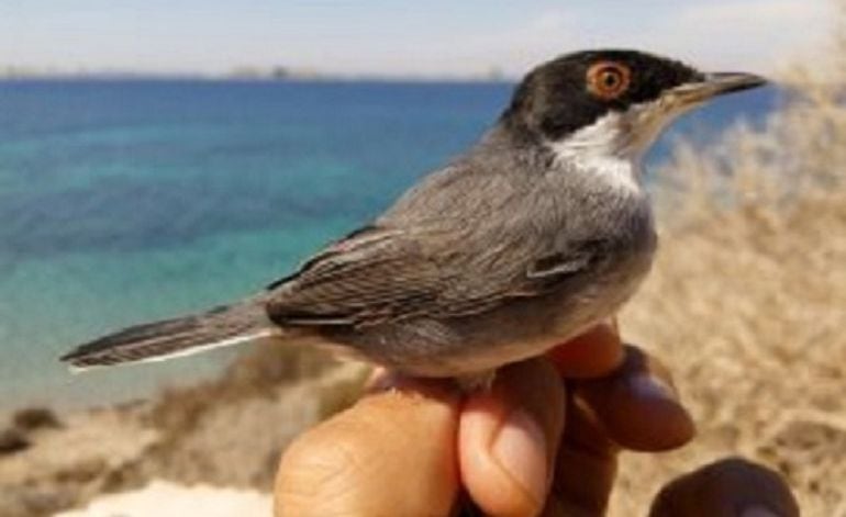 Curruca cabecinegra (Sylvia melanocephala) en Isla Grosa