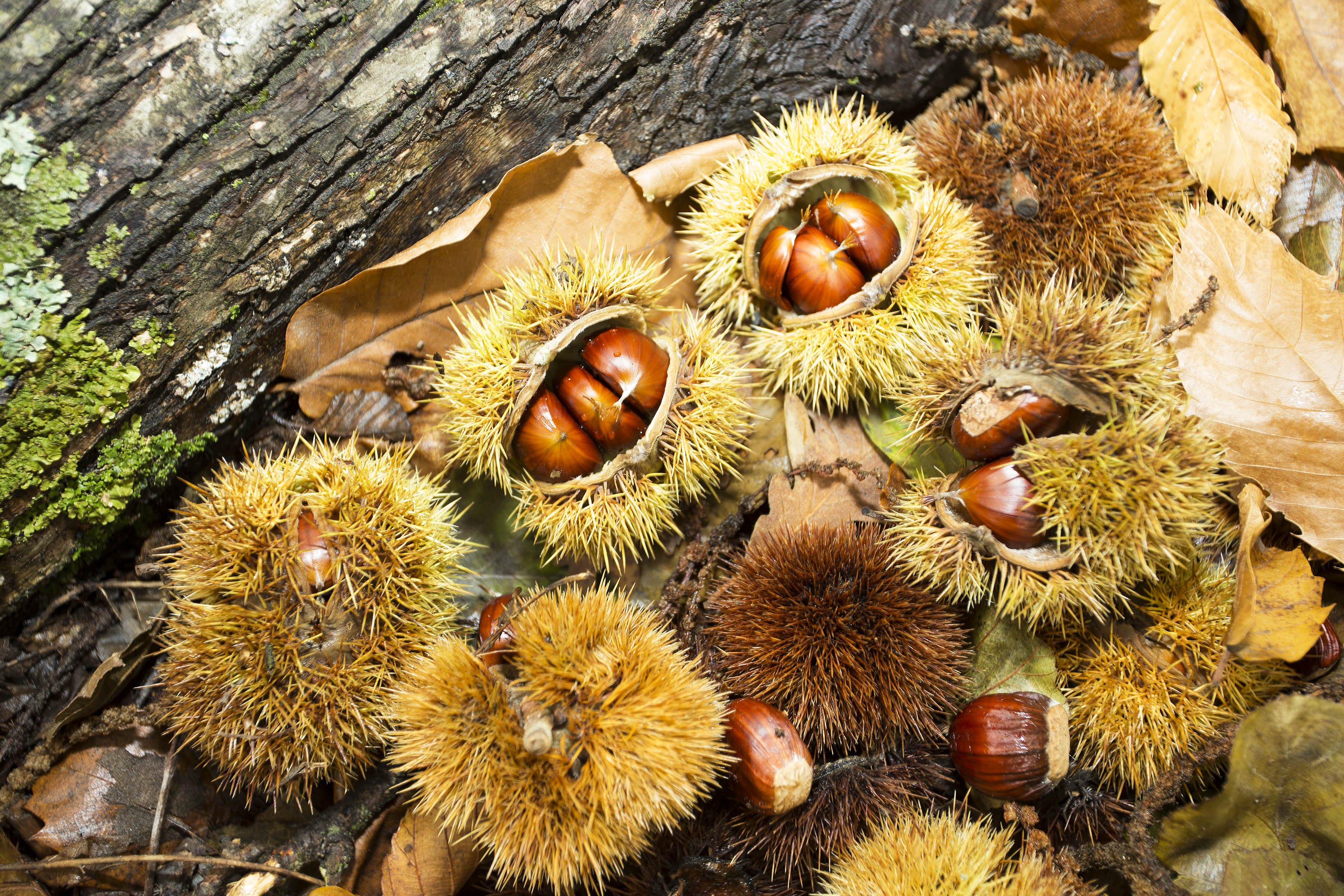 En otoño los erizos con las castañas cubren el suelo del castañar