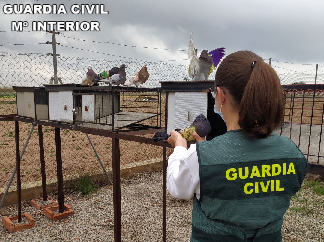 Palomos recuperados por la Guardia Civil